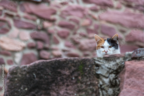 Katt sitter på en stenmur photo