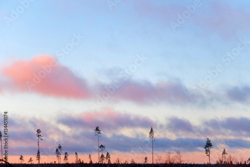 Mysterious trees and sunrise. Nature dawn with pine in the sky and flying clouds. The landscape of the Northern nature. Panorama sky and air for background. Forest the harsh edges of Alaska. 