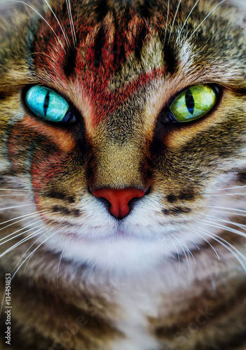 A creative portrait of a cat with a lightning bolt painted on its face.