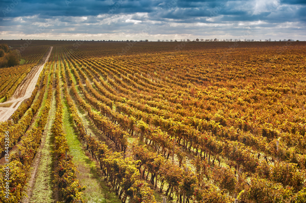 autumn vineyards   against blue sky