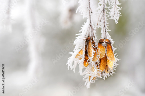 frostige Blätter im Winter photo