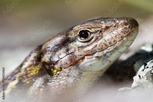 Close-up of the head of a lizard
