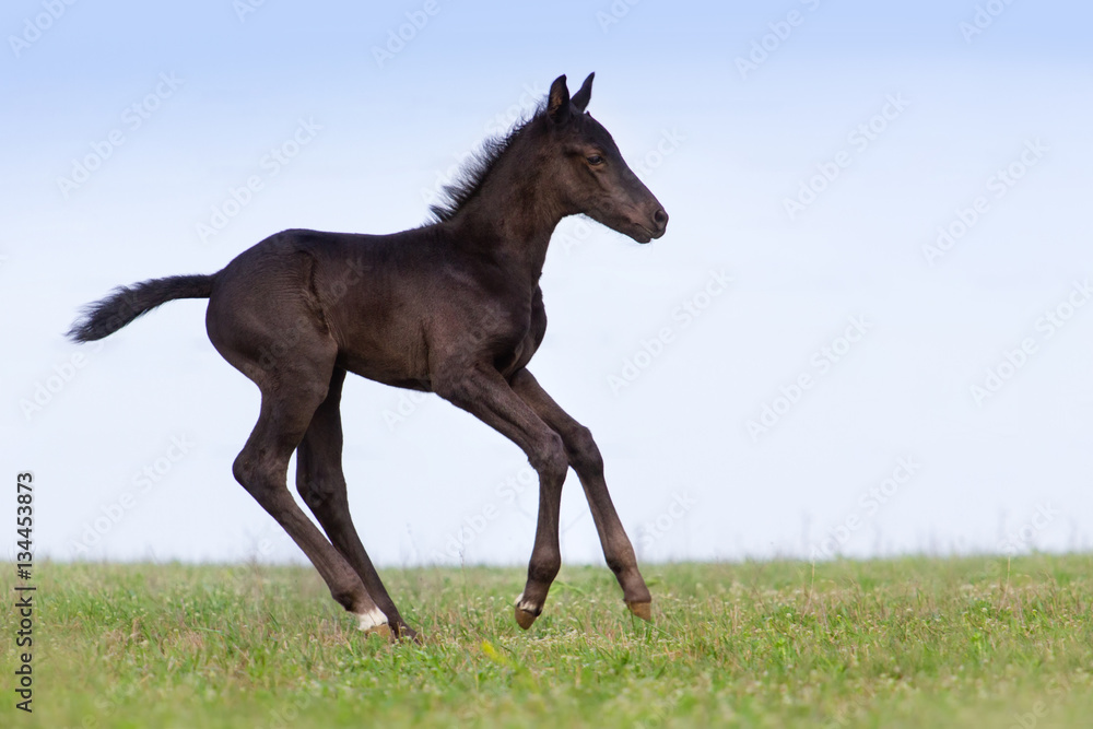Black colt run in spring green meadow Black colt run in spring green meadow