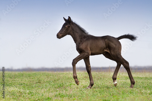 Black colt run in spring green meadow © callipso88