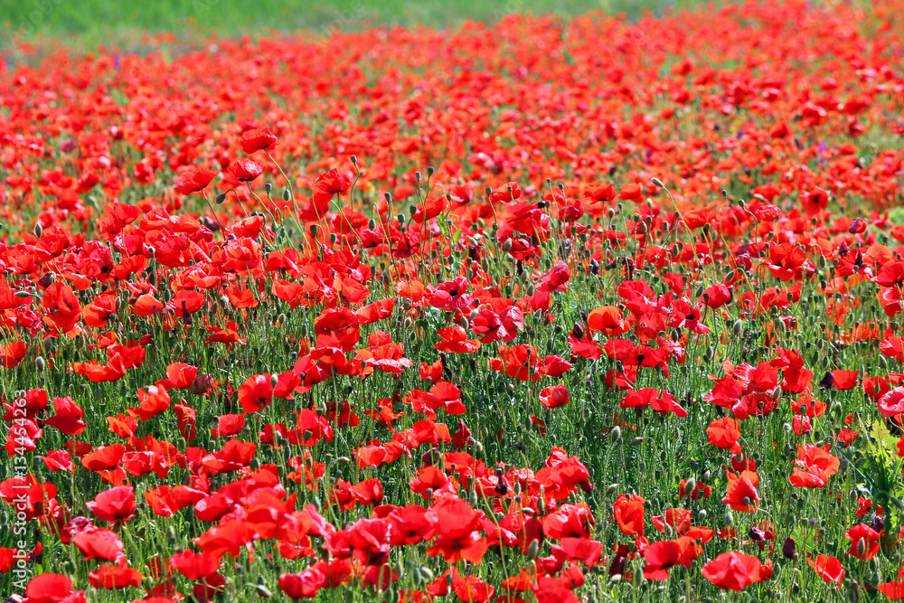 poppies flower field nature background