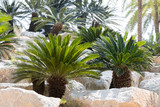 ornamental palm trees