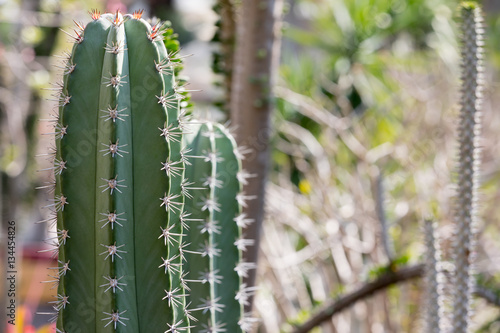 Green cactus on nature background