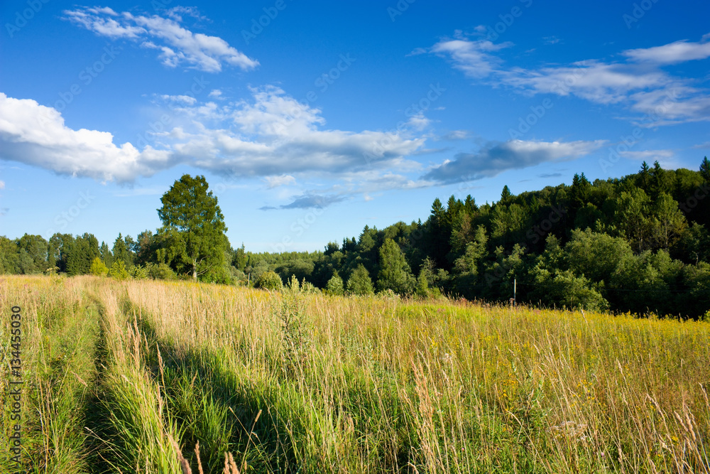 Fototapeta premium Meadow and forest under sunlight