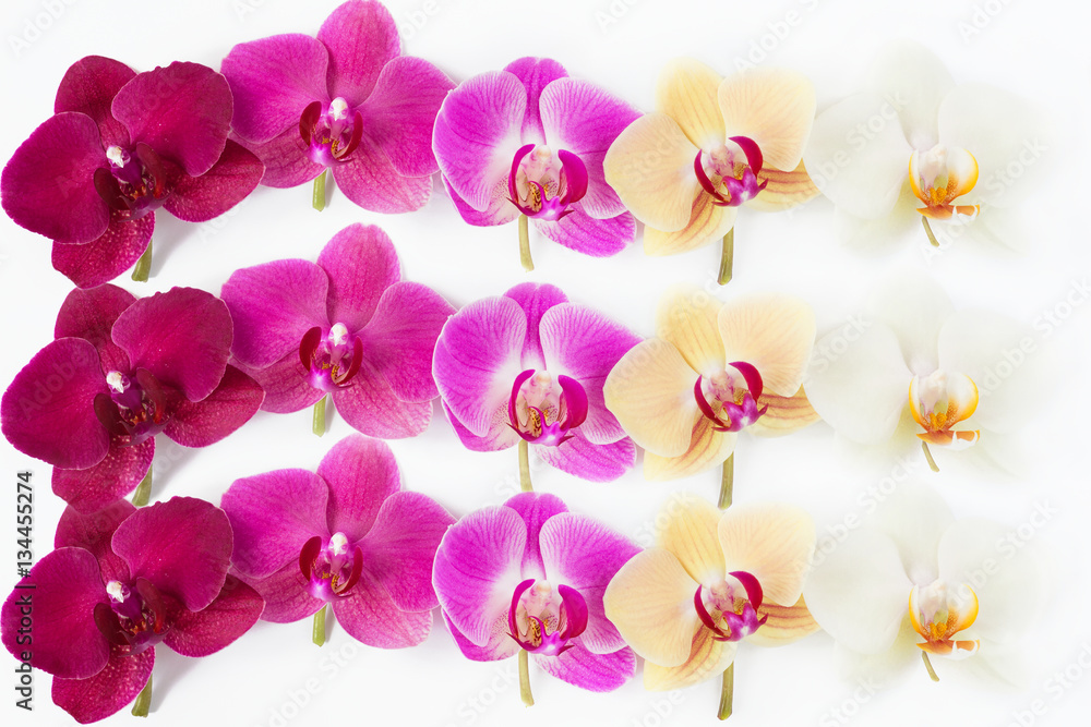 Fototapeta premium pattern with orchids flowers with water drops on it on white background