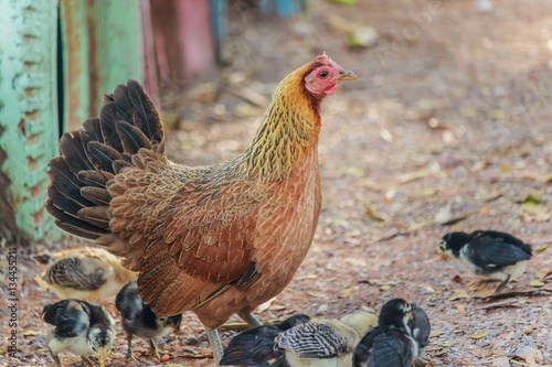 Принти на полотні chicken brooding hen and chicks in a farm (chick)
