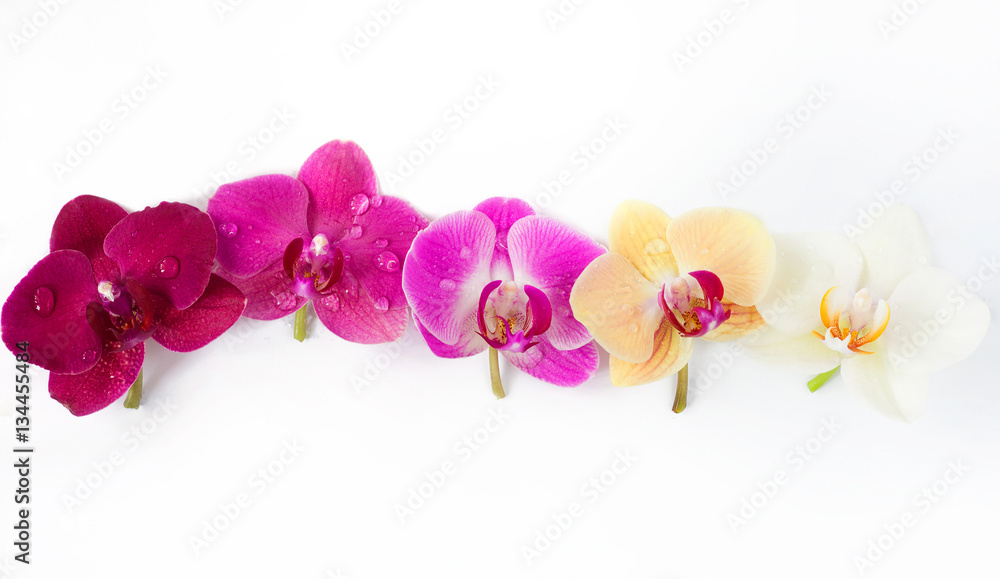 pattern with orchids flowers with water drops on it on white background pattern with orchids flowers with water drops on it on white background