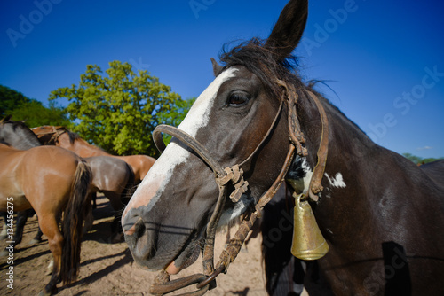 Equine portrait of brown horse at midday. © avlk