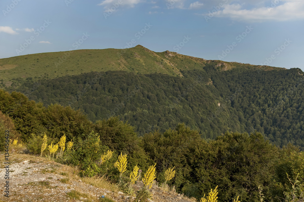 Mountain landscape at Central Balkan mountain with mullein or Verbascum flower, Beklemeto or Trojan pass, Stara Planiana, Bulgaria