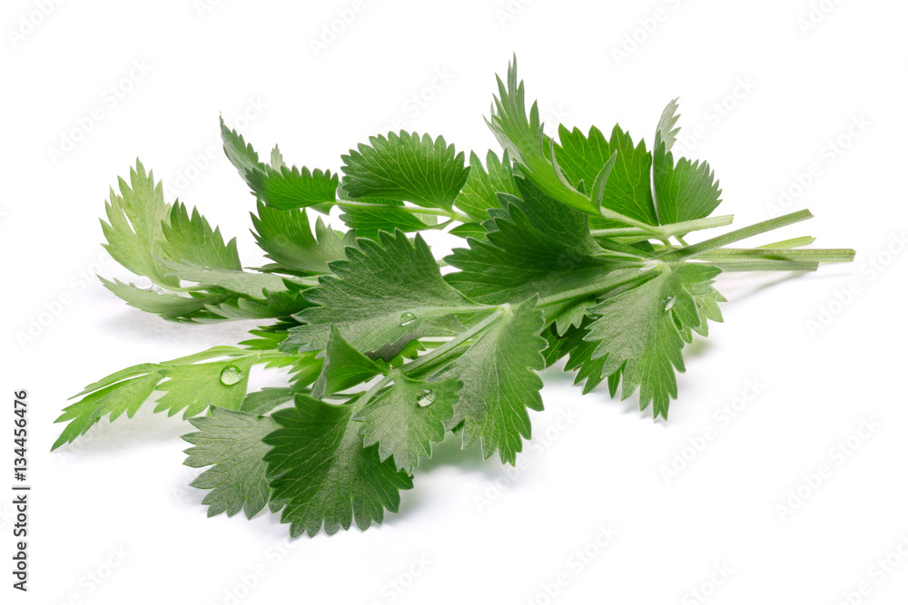 Fototapeta premium True anise (Pimpinella anisum) leaves, paths