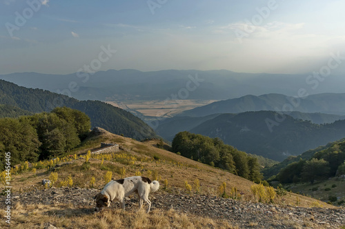 Mountain landscape with mullein or Verbascum flower,and sheep-dog at Central Balkan mountain, Beklemeto or Trojan pass, Stara Planiana, Bulgaria
