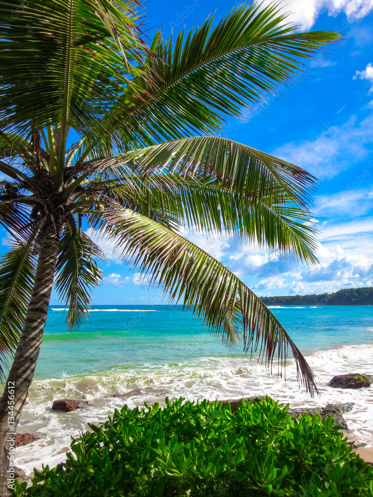 Fototapeta premium Tropical Beach