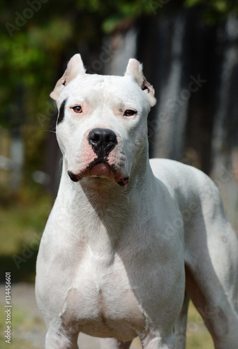 Obraz na płótnie Portrait of dogo argentino in summer w salonie