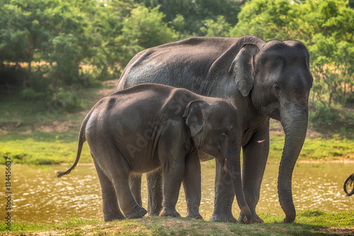 Sri Lanka  family of wild elephants in jungle of Yala National Park     