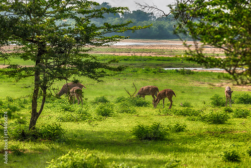 Sri Lankan Axis Spotted Deer in Yala National Park 