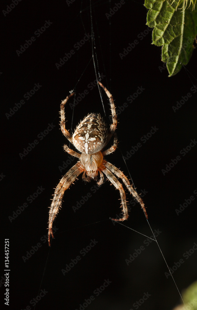 Big cross spider Big cross spider