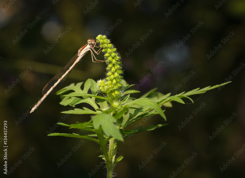 Naklejka premium Ambrosia and dragonfly