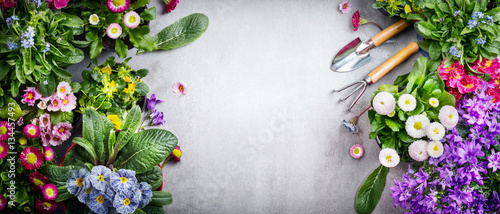 Fototapeta Naklejka Na Ścianę i Meble -  Floral gardening background with variety of colorful garden flowers and gardening tools on concrete background, top view, place for text, banner