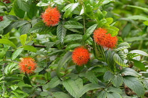 Closeup photo of River bushwillow red flower (Combretum erythrophyllum) in the garden in Singapore photo