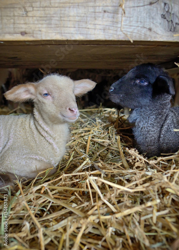 Black and white lambs in a stable