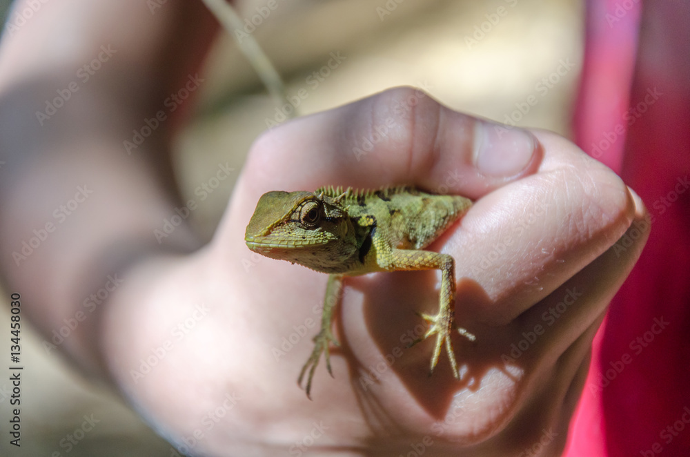 lézard tropical dans la main d'une enfant lézard tropical dans la main d'une enfant