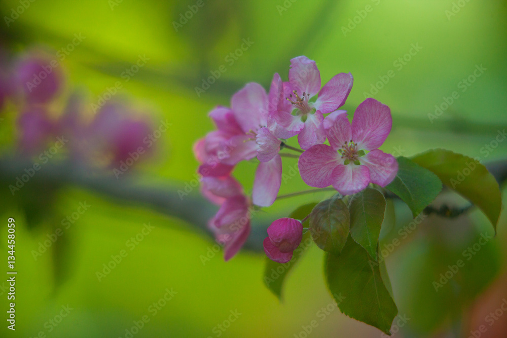 Buds organic apples on beautiful background Buds organic apples on beautiful background