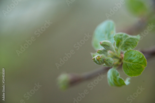 Buds organic apples on  beautiful background