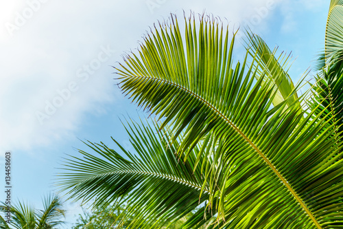 coconut leaf on blue sky