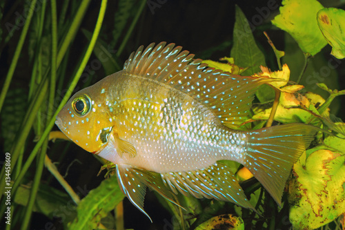 Hellers gold cichlid (Thorichthys helleri) - male