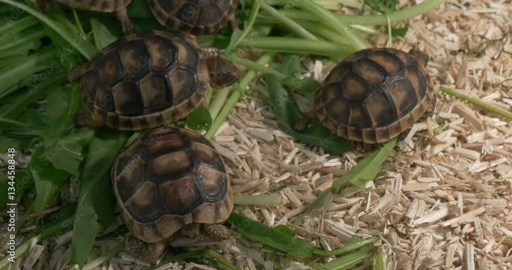 Four little tortoises Four little tortoises