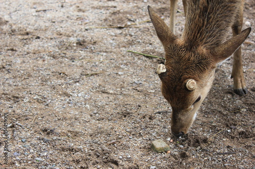 Fototapeta Naklejka Na Ścianę i Meble -  Young deer eating