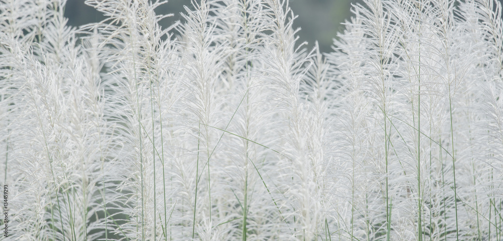 background White grass flower of reed plant in autumn background White grass flower of reed plant in autumn