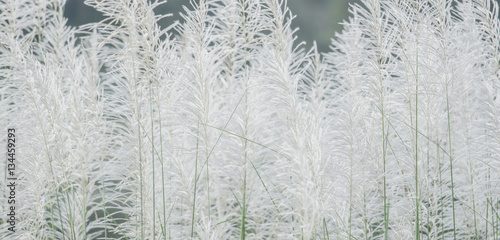 background White grass flower of reed plant in autumn
