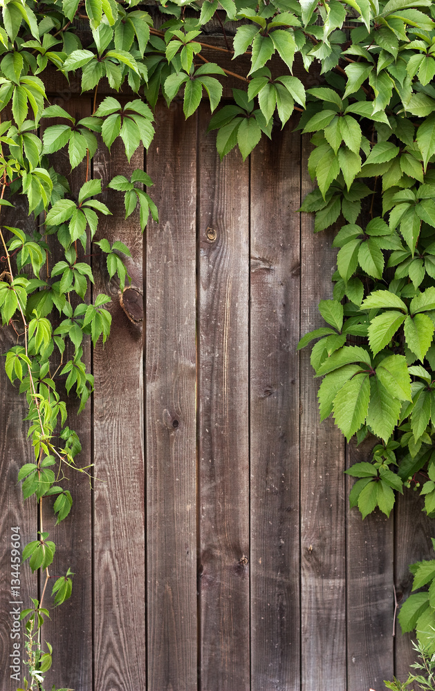 Ivy frame on wooden fance Ivy frame on wooden fance