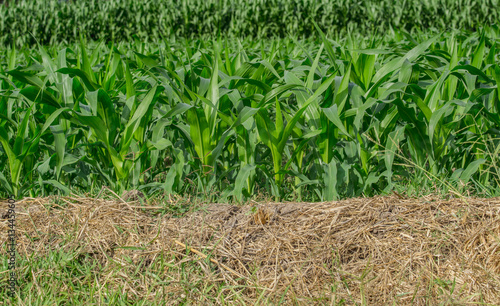 Green corn field in agricultural garden