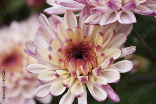 chrysanthemum flower  macro shot