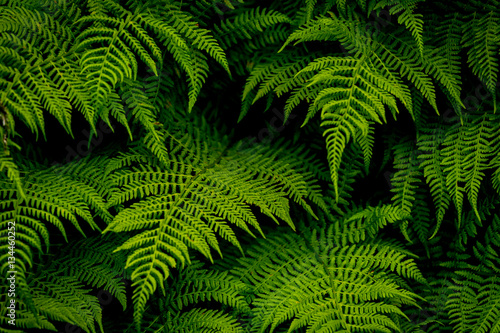 Green ferns