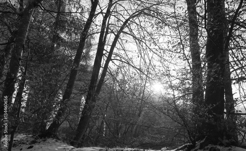 Wallpaper Mural night forest Torontodigital.ca