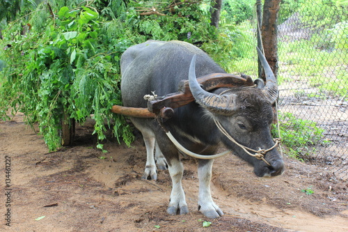 Buffalo and cart
