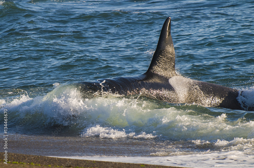 Fototapeta premium Killer whale, patagonia . Argentina