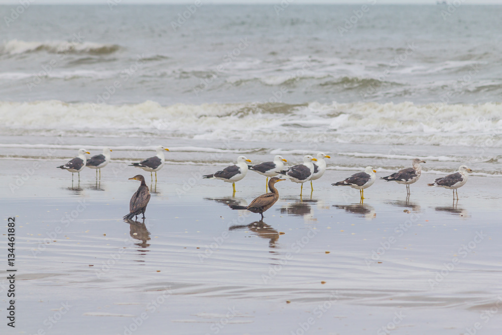 Bigua and Seagulls in Cassino beach