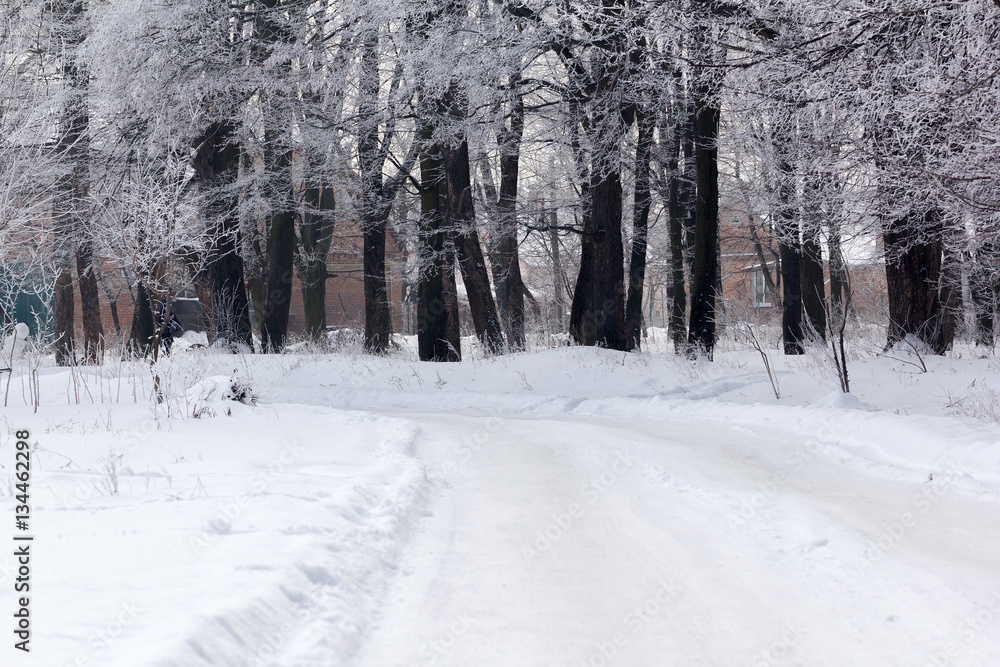 winter forest with a footpath and houses winter forest with a footpath and houses