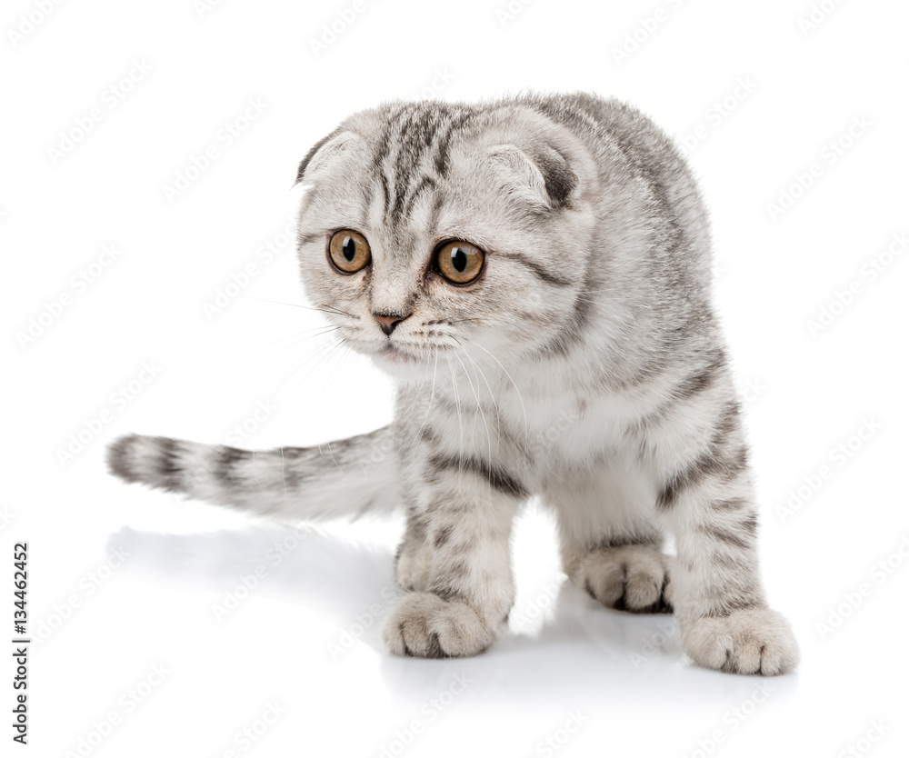 Obraz premium lop-eared scottish cat isolated on white background