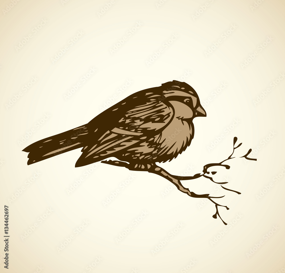 Obraz premium Vector drawing. Tits, sparrows and bullfinches on branches