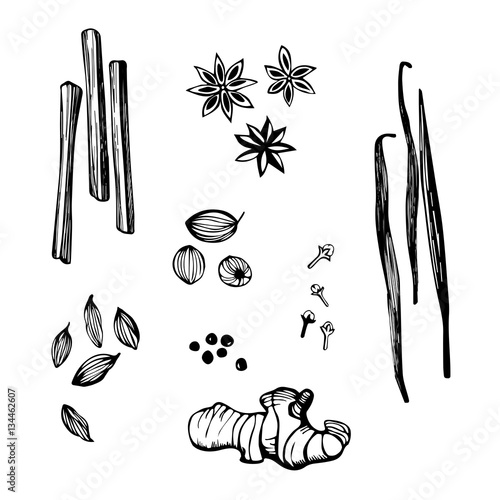 Hand drawn spices. Ginger, vanilla, cinnamon, cardamom, anise, nutmeg, pepper, cloves. Vector illustration.