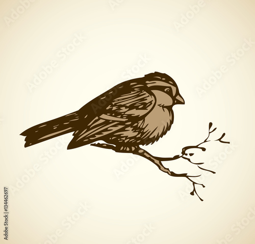 Vector drawing. Tits, sparrows and bullfinches on branches